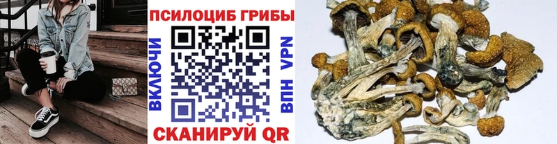наркотики  Завитинск  Галлюциногенные грибы GOLDEN TEACHER 